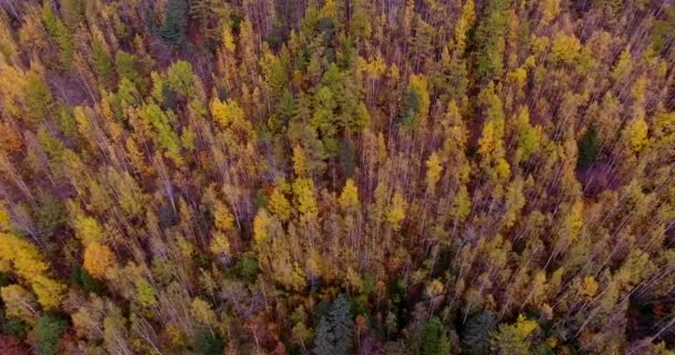 飞越葛欧德国家公园美丽的阳光森林树木 Primorye 领土土著居民居住的地方是 Udege 空中摄像头拍摄 风景全景 滨海区符拉迪沃斯托克地区 俄罗斯 — 图库视频影像