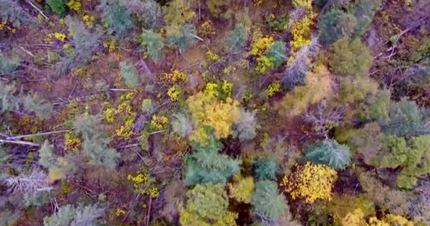 Vista Aérea Volando Sobre Los Hermosos Árboles Del Bosque Soleado — Vídeo de stock