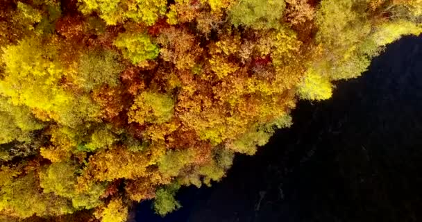 Vista Aérea Volando Sobre Los Hermosos Árboles Del Bosque Soleado — Vídeo de stock