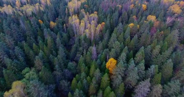 Letecký pohled. Létání nad krásné slunné lesních stromů. Letecká kamera natáčela. Panorama krajiny. Primorsky region, Rusko