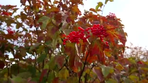 Red Hawthorn Berry Parque Nacional Bikin Región Primorsky Rusia Naturaleza — Vídeo de stock