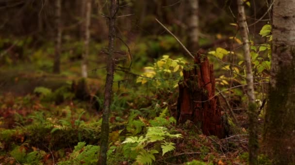 Taube Taiga Russland Bikin Nationalpark Primorsky Region Russland Die Natur — Stockvideo