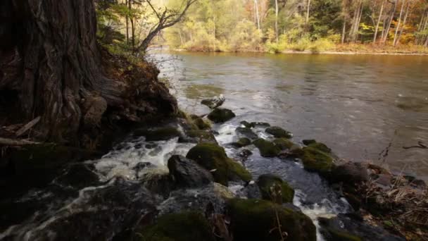 Νερό Ρολό Στις Όχθες Του Ποταμού Bikin Κράι Πριμόρσκι Ρωσία — Αρχείο Βίντεο