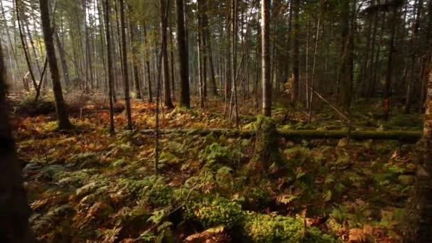 Neslyšící Tajga Rusku Bikin Národní Park Primorsky Region Rusko Povaha — Stock video