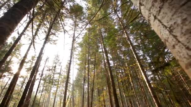 Κωφών Τάιγκα Στη Ρωσία Bikin Εθνικό Πάρκο Primorsky Περιοχή Ρωσία — Αρχείο Βίντεο