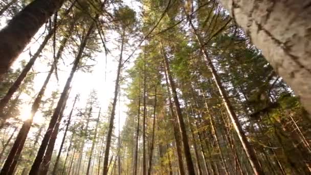Κωφών Τάιγκα Στη Ρωσία Bikin Εθνικό Πάρκο Primorsky Περιοχή Ρωσία — Αρχείο Βίντεο