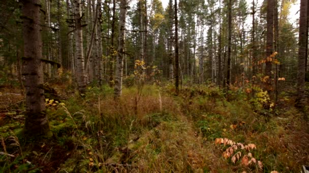Taube Taiga Russland Bikin Nationalpark Primorsky Region Russland Die Natur — Stockvideo