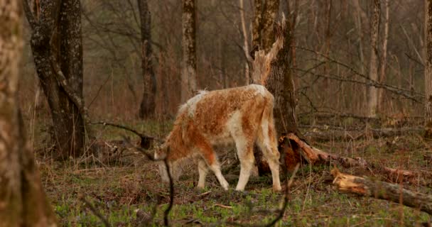 Domestic Cow Walks Forest Field Village Eats Grass Scratches Horns — Stock Video
