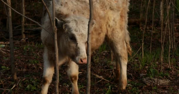 Domestic Cow Walks Forest Field Village Eats Grass Scratches Horns — Stock Video