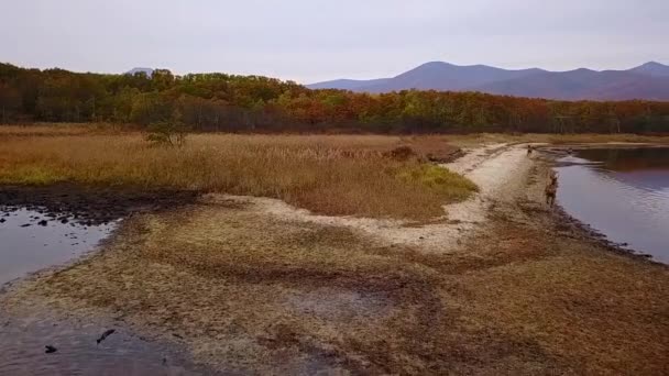 Blick Von Oben Zeitlupe Eine Rotwildherde See Entlang Sikhote Alin — Stockvideo