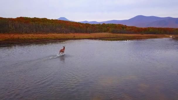 Vista Dall Alto Rallentatore Cervo Rosso Corre Lungo Lago Blagodatnoye — Video Stock