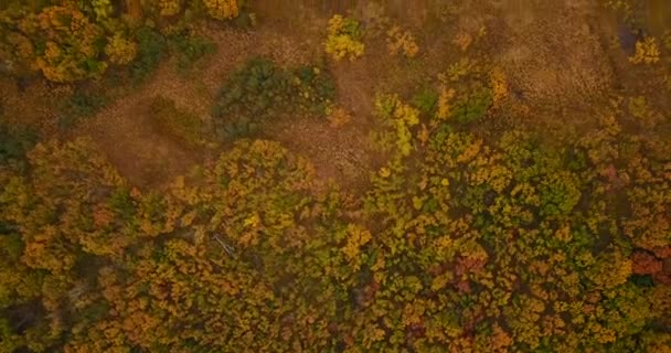 上からの眺め 美しい秋の風景 シホテ アリン生物圏保護区の山と海を背景に秋の木々の上を飛ぶ — ストック動画