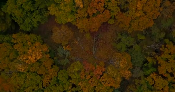 View Beautiful Autumn Landscape Flying Autumn Trees Backdrop Mountains Sea — Stock Video