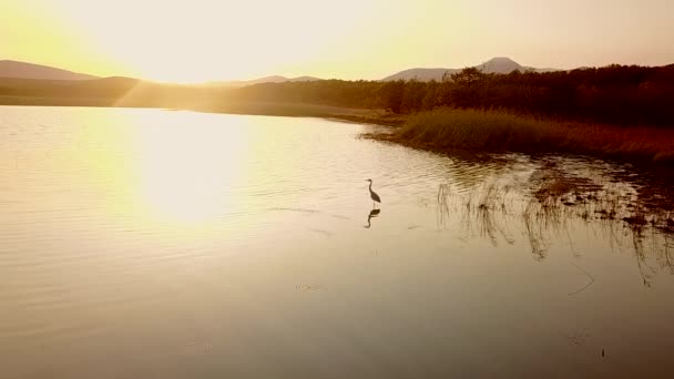 Zicht Van Bovenaf Langzame Beweging Een Grote Witte Reiger Staat — Stockvideo