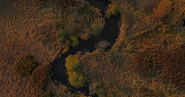 Volando Sobre Río Goubichnaya Otoño Dorado Reserva Biosfera Sikhote Alin — Vídeo de stock