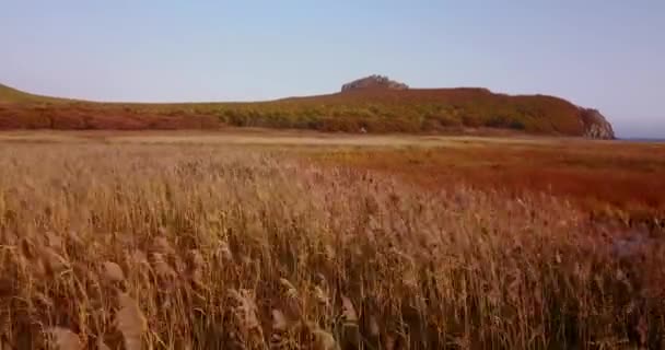 Pohled Shora Krásná Podzimní Krajina Pobřežní Pole Řeka Biosférické Rezervaci — Stock video