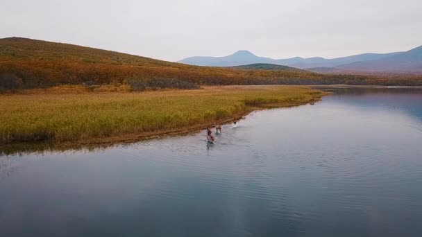 Utsikt Uppifrån Sakta Backarna Flock Kronhjort Löper Längs Sjön Biosfärområdet — Stockvideo