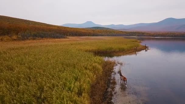 上からの眺め スローモーション シホテ アリン生物圏保護区の湖に沿って走る赤い鹿の群れ — ストック動画