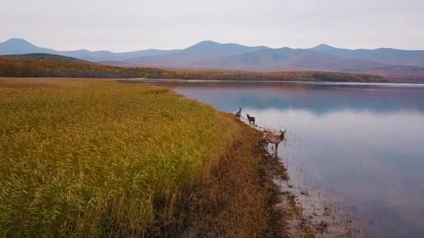 Θέα Από Ψηλά Αργή Κίνηση Ένα Σμήνος Κόκκινων Ελαφιών Βόσκει — Αρχείο Βίντεο