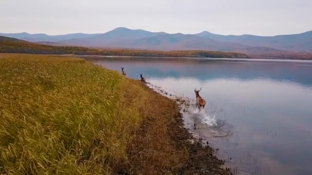 Vista Desde Arriba Cámara Lenta Rebaño Ciervos Rojos Corre Largo — Vídeos de Stock