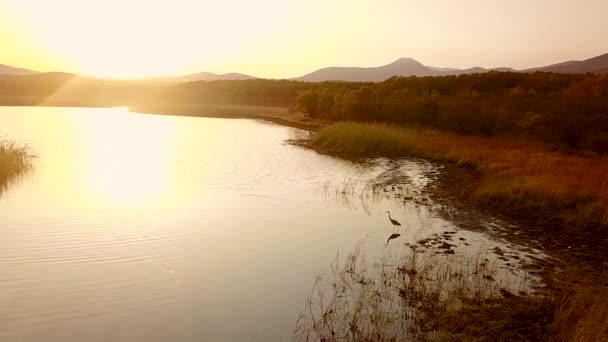 从上往下看 慢动作 西霍特 阿林生物圈保护区日落时分 一条大白鹭矗立在布拉戈达尔诺伊湖中央 — 图库视频影像