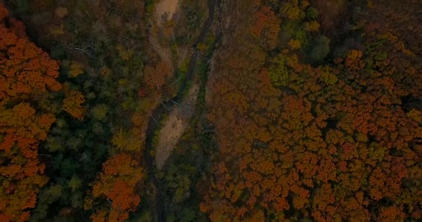 Widok Góry Latanie Nad Bezludną Plażą Jesiennym Lasem Rezerwacie Biosfery — Wideo stockowe