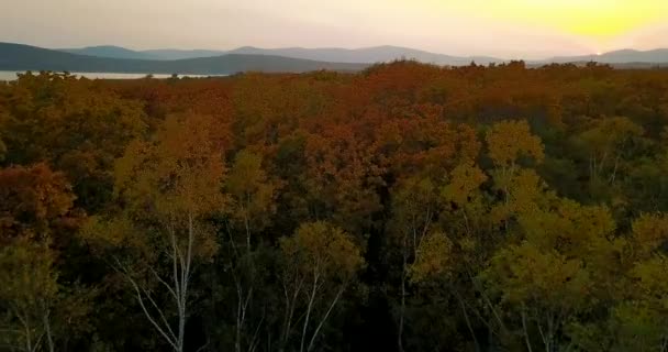 Blick Von Oben Überflug Eines Wunderschönen Farbigen Herbstwaldes Sikhote Alin — Stockvideo