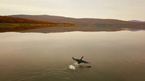 スローモーション 黒鵜は プリモルスキー準州のシホート アリン生物圏保護区で日没時に湖の表面を離陸します — ストック動画