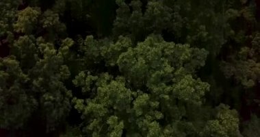 Yukarıdan ateş ediyorlar. Lazovsky rezervindeki Yeşil Petrov adası. Dünyanın tek porsuk koruluğunun olduğu ada..
