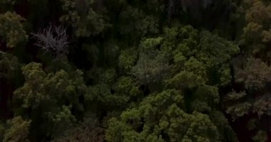 Yukarıdan ateş ediyorlar. Lazovsky rezervindeki Yeşil Petrov adası. Dünyanın tek porsuk koruluğunun olduğu ada..