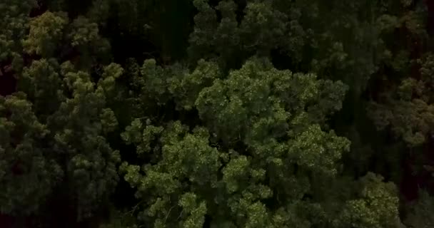 上から撮影 ラゾフスキー保護区のペトロフの緑の島 世界で唯一のイチイの森を持つ島 — ストック動画