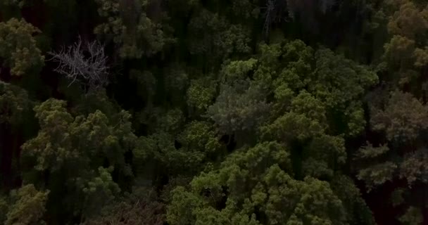 Schieten Van Bovenaf Groene Eiland Petrov Het Lazovsky Reservaat Het — Stockvideo