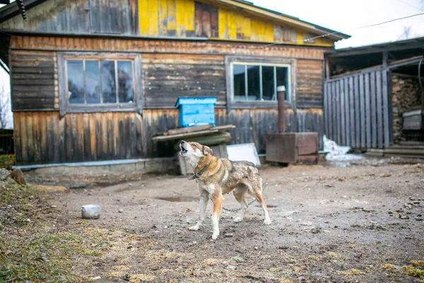 Russian village. Gray mongrel dog barks on a chain against the background of a wooden village house