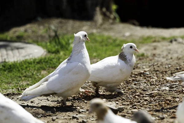 Domestic Pigeons Walk Next Dovecote — Stock Photo, Image