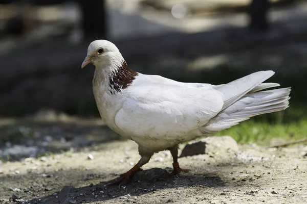 White Ringed Pigeon Paces Ground — Stock Photo, Image