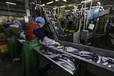 Mayıs 2015 - Güney Denizi, Rusya - Konserve balık üretimi. Kuzey Koreli bir kız işçi, deniz balığıyla birlikte bir taşıyıcının arkasında duruyor ve onu kutulara koyuyor..