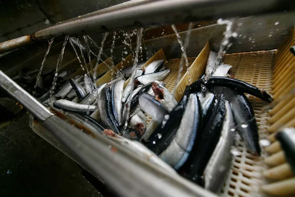 Raw sea fish on a factory conveyor. Production of canned fish.