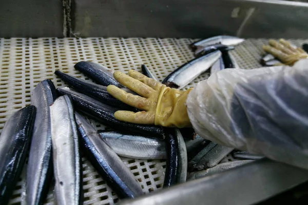 Close-up. Production of canned fish. The hands of a worker in gloves on the background of gutted sea fish on a production conveyor.