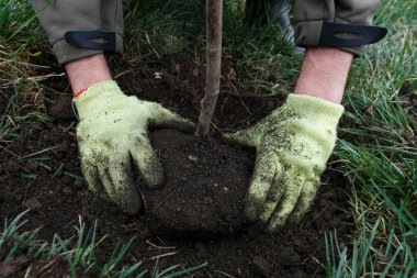 Yakın plan. Bir gönüllü ağaç fidanında oturur, elleriyle zemini doldurur..