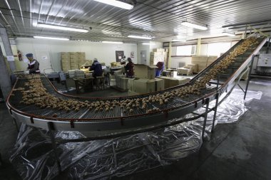 Kümes hayvanları çiftliği. Çiğ kahverengi tavuk yumurtaları nakliye bandından kümes hayvanları çiftliği atölyesine yuvarlanıyor..