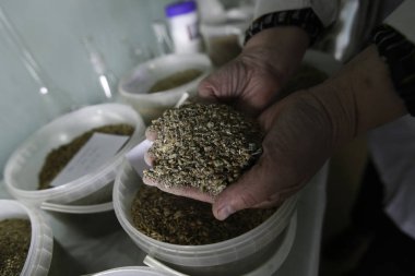 Yakın plan. İşçi elinde tavuk çiftliğinde tavuk yetiştirmek için bir bileşik yem tutuyor.