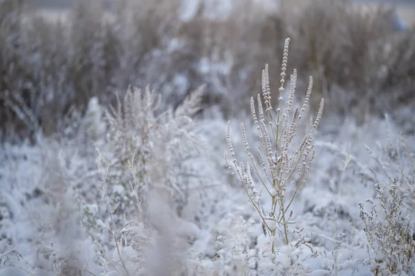 Snow-covered spike in the field