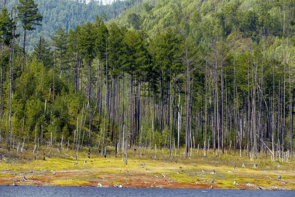 Nádherná Krajina Zeya Sea Oblast Amuru Vysoké Zelené Stromy Rostou — Stock fotografie