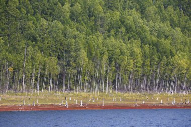 Güzel manzara. Zeya rezervuarı, Amur bölgesi. Uzun yeşil ağaçlar sarp bir yamaçta, gölün yanında yetişir..