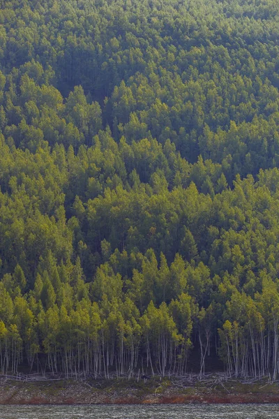 Güzel Manzara Zeya Rezervuarı Amur Bölgesi Uzun Yeşil Ağaçlar Sarp — Stok fotoğraf