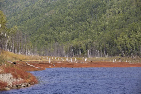 Nádherná Krajina Zeya Reservoir Oblast Amuru Vysoké Zelené Stromy Rostou — Stock fotografie