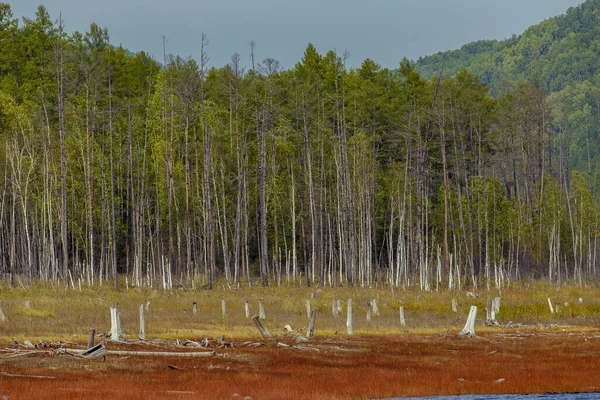 Nádherná Krajina Zeya Reservoir Oblast Amuru Vysoké Zelené Stromy Rostou — Stock fotografie