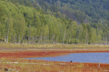 Güzel manzara. Zeya rezervuarı, Amur bölgesi. Sakin bir gölün muhteşem kıyıları. Kökleri olan kenevir ağaçlarının arasına yayılmış kırmızı otlar..