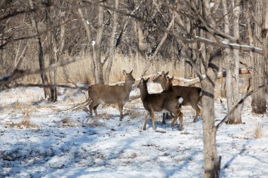 Leopar Diyarı Ulusal Parkı. Güzel bir kızıl geyik karlı bir ormanın ortasında kameraya bakar. Vahşi orman geyiği.
