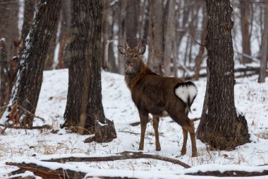 Leopar Diyarı Ulusal Parkı. Güzel bir kızıl geyik karlı bir ormanın ortasında kameraya bakar. Vahşi orman geyiği.